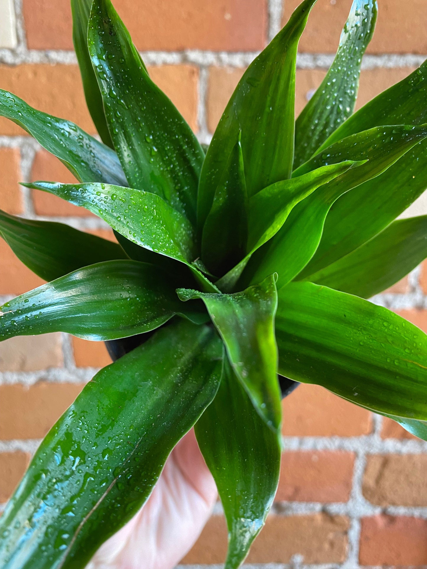 Plant Goals Plant Shop 3.5" Dracaena Compacta | Janet Craig