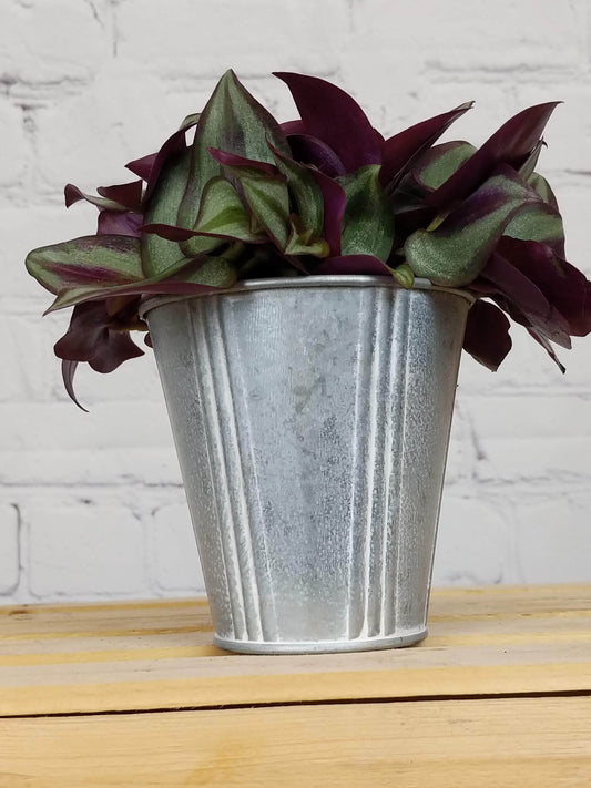 Plant Goals Plant Shop 3.5" Hercules Tin | Grey