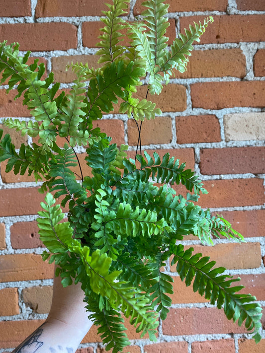 Plant Goals Plant Shop 3.5" Maidenhair Fern Rosy