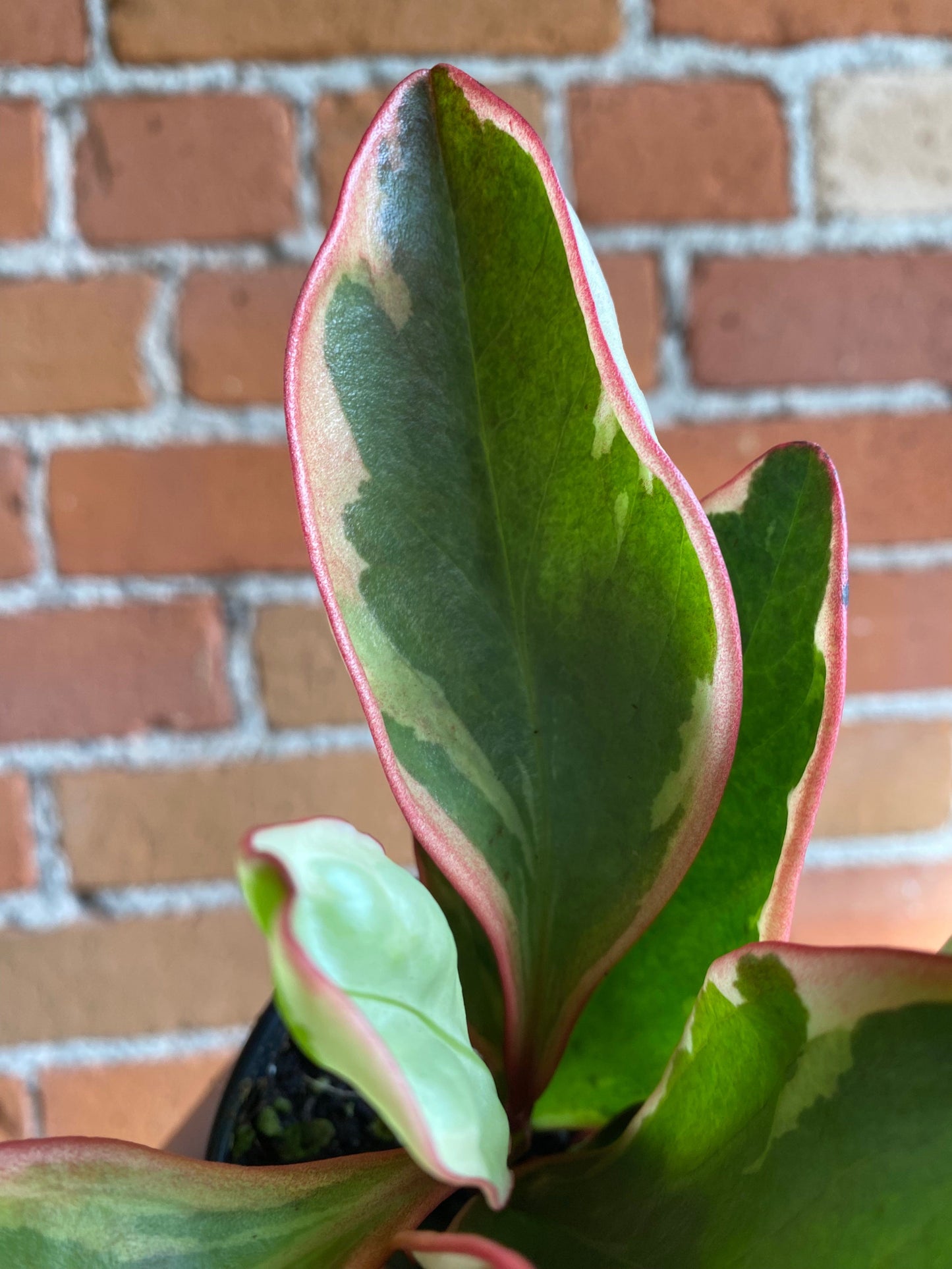 Plant Goals Plant Shop 3.5" Peperomia Ginny