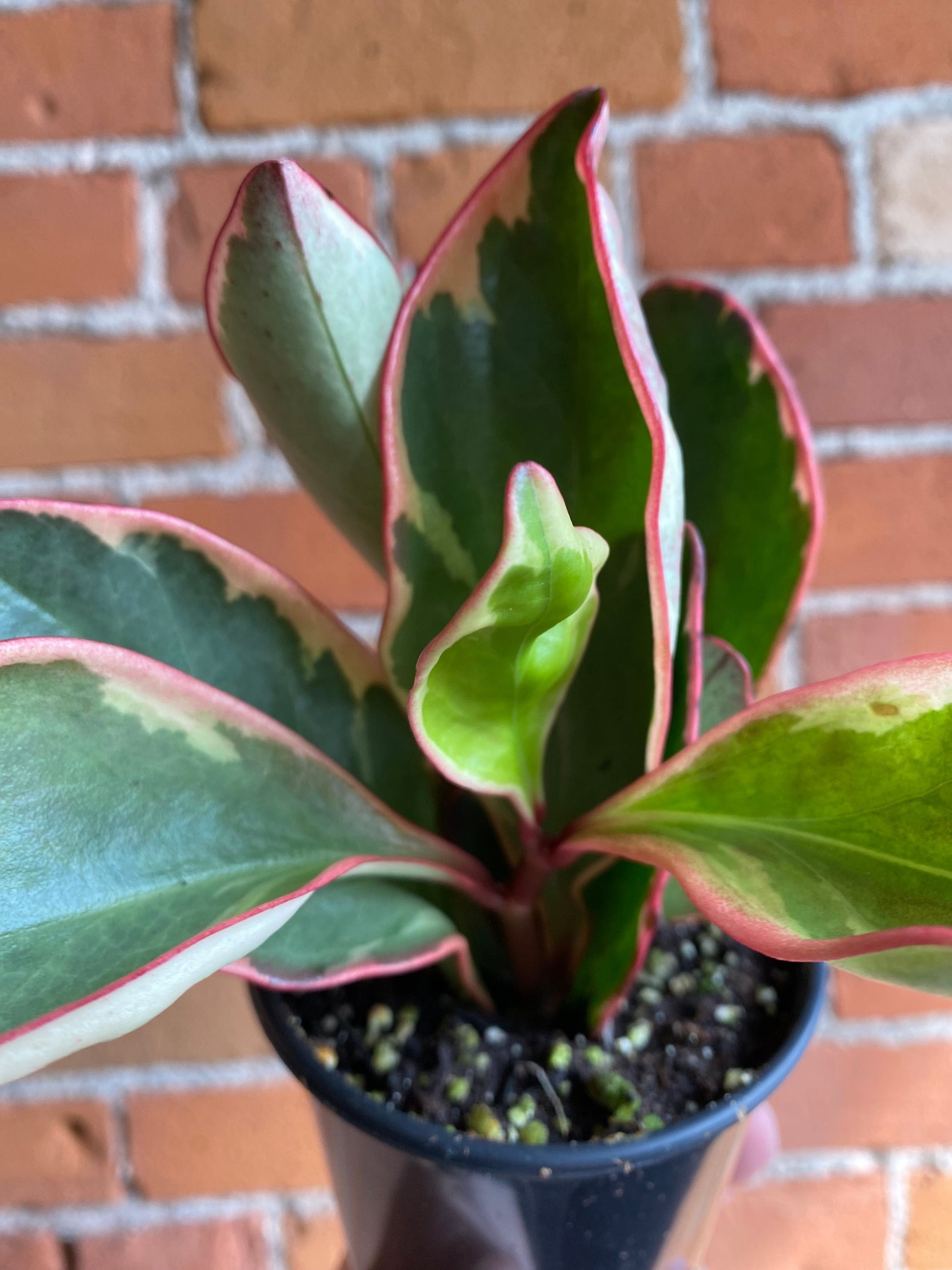 Plant Goals Plant Shop 3.5" Peperomia Ginny