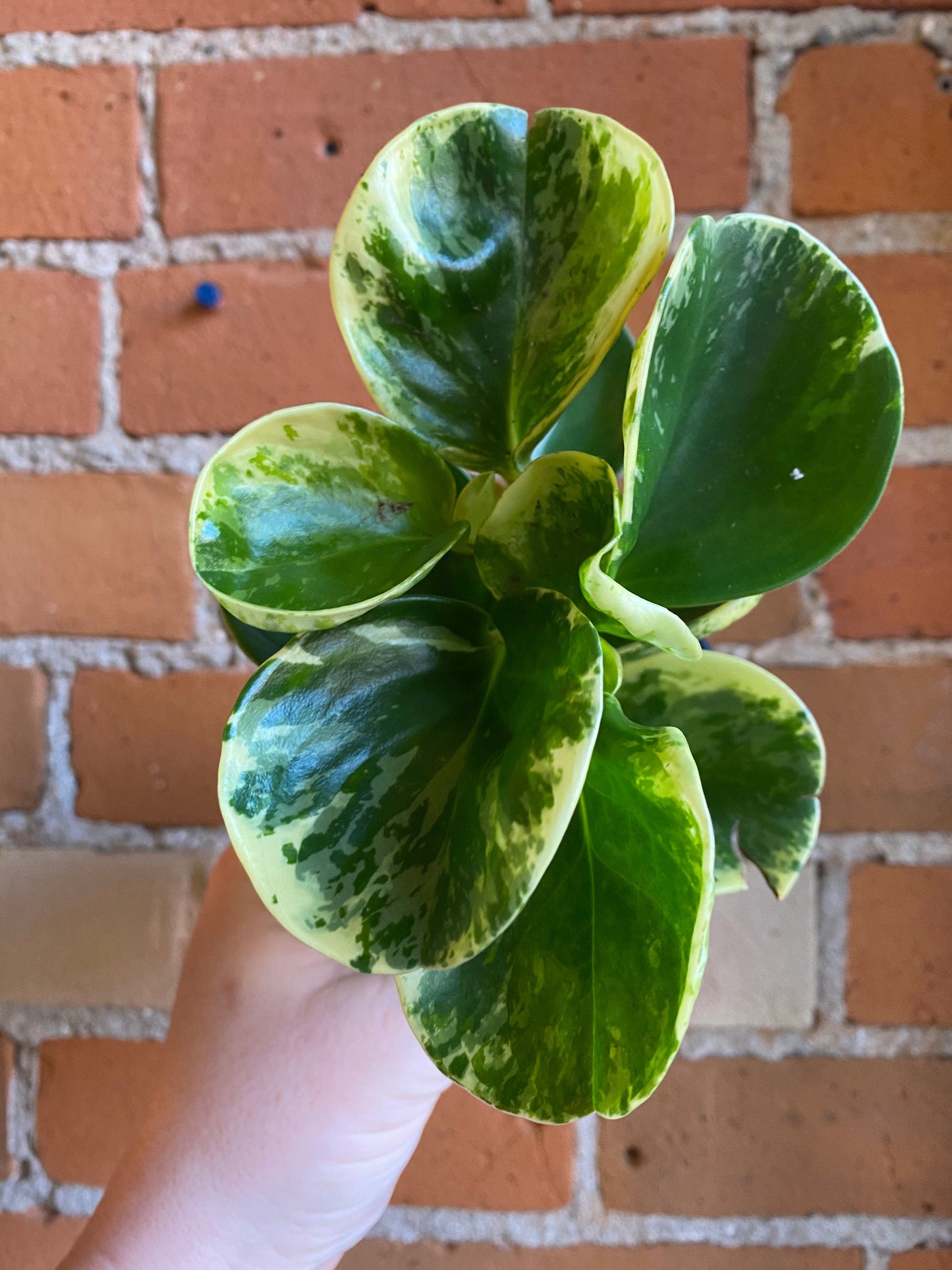 Plant Goals Plant Shop 3.5" Peperomia Obtusifolia Variegata