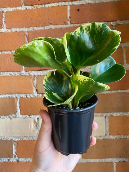 Plant Goals Plant Shop 3.5" Peperomia Obtusifolia Variegata