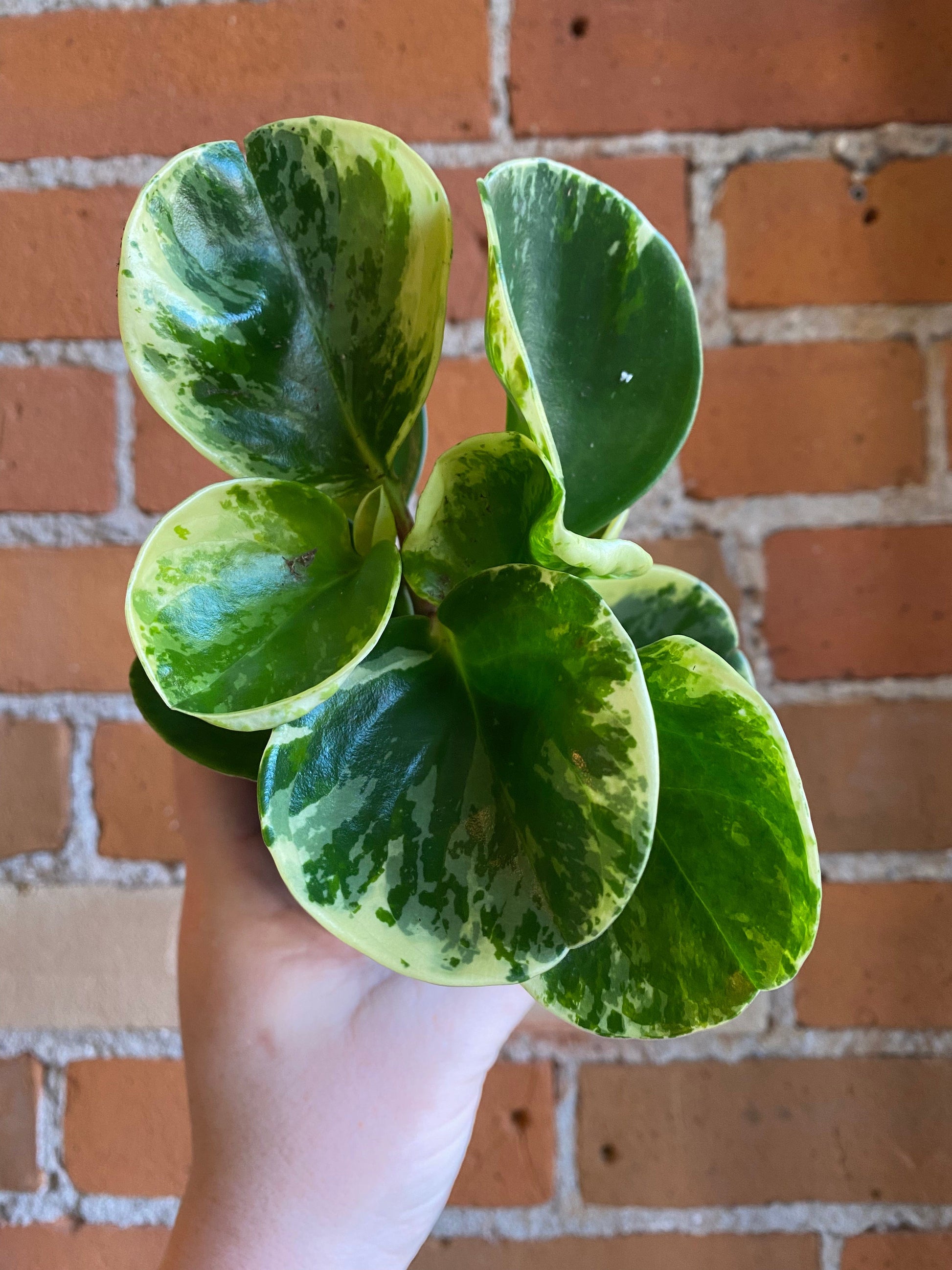 Plant Goals Plant Shop 3.5" Peperomia Obtusifolia Variegata