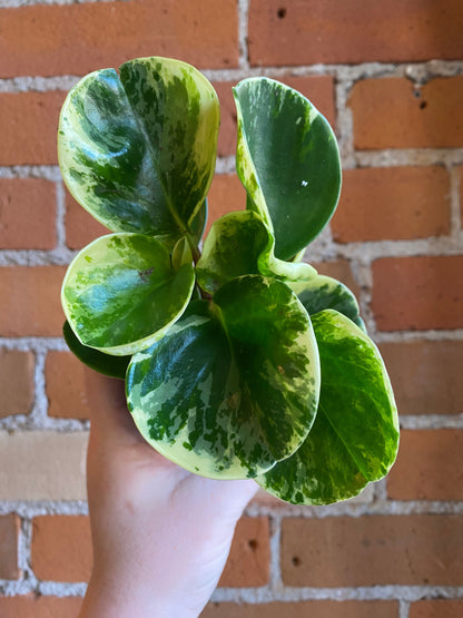 Plant Goals Plant Shop 3.5" Peperomia Obtusifolia Variegata