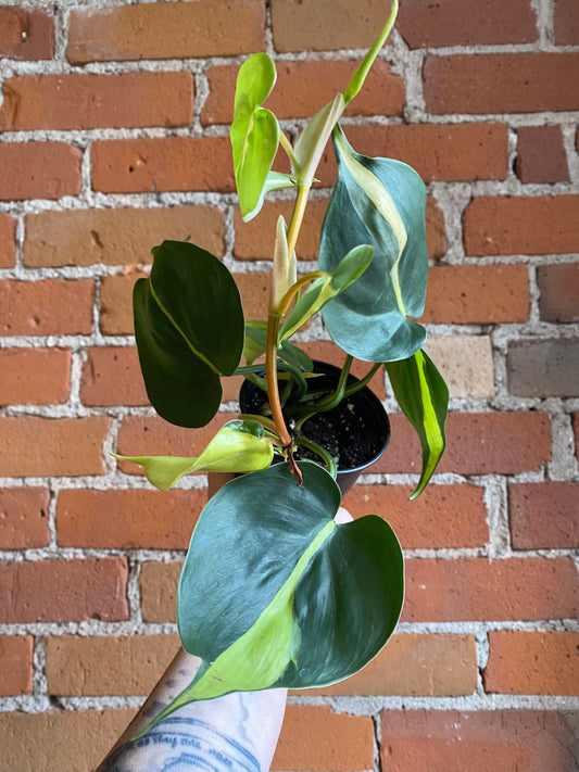 Plant Goals Plant Shop 3.5" Philodendron Brasil