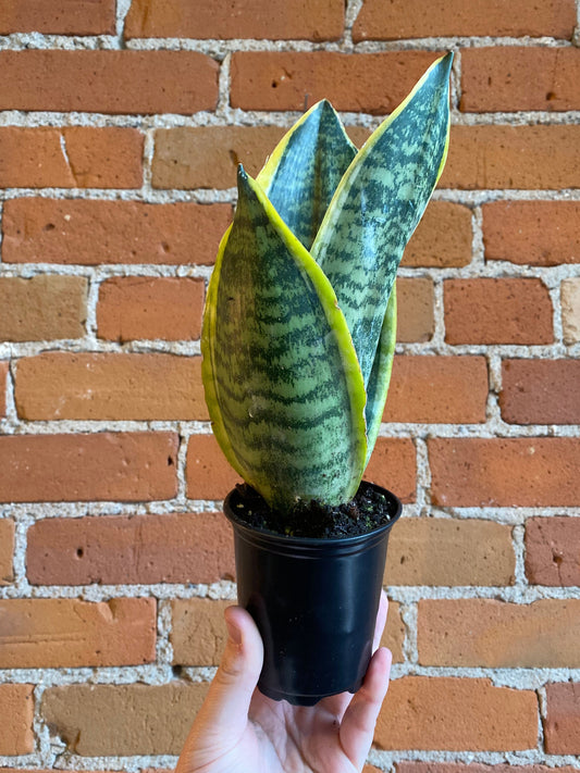 Plant Goals Plant Shop 3.5" Sansevieria Laurentii
