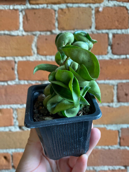 Plant Goals Plant Shop 3" Hoya Carnosa Compacta