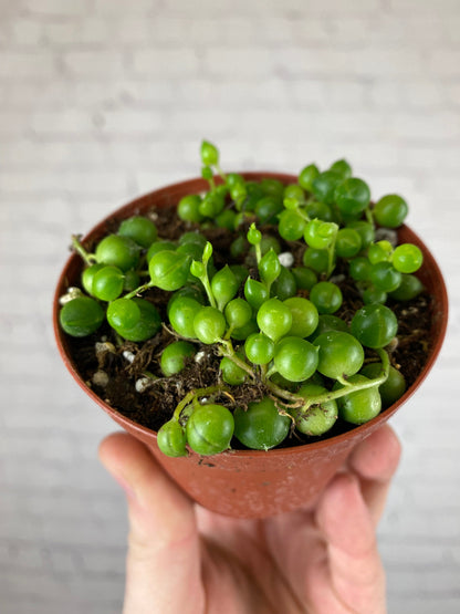 Plant Goals Plant Shop 3" String Of Pearls