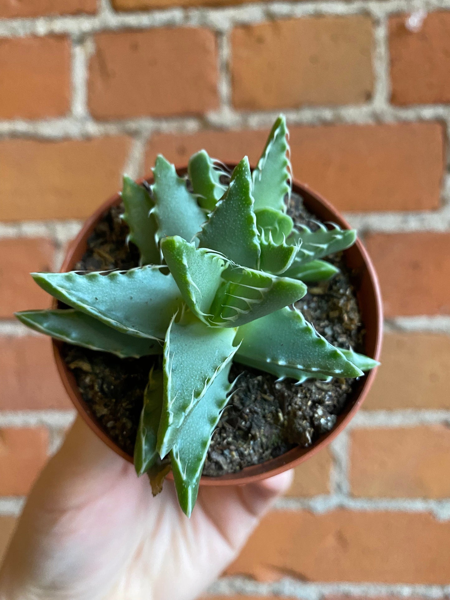 Plant Goals Plant Shop 3" Tiger's Jaw | Faucaria Tigrina