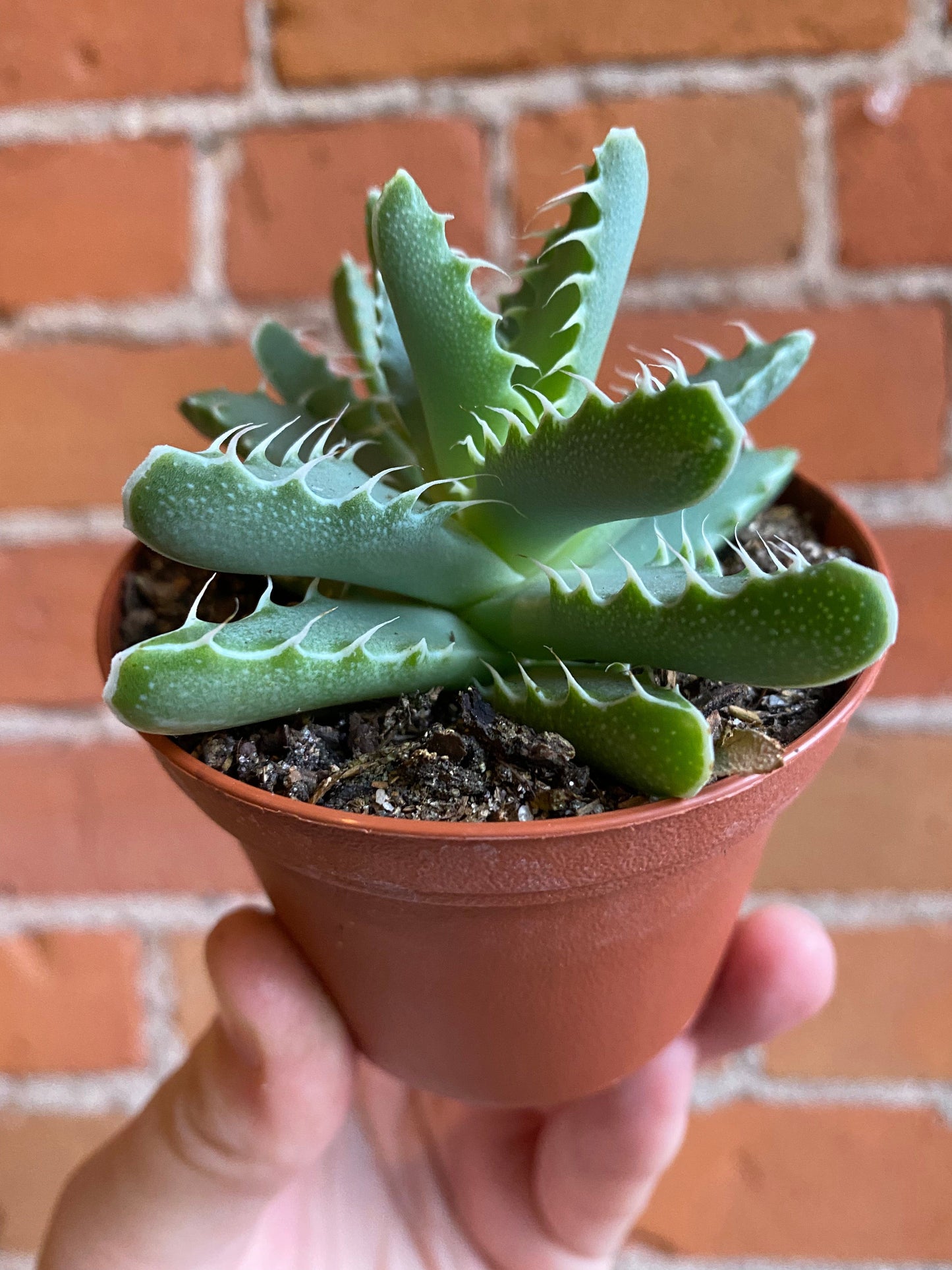 Plant Goals Plant Shop 3" Tiger's Jaw | Faucaria Tigrina