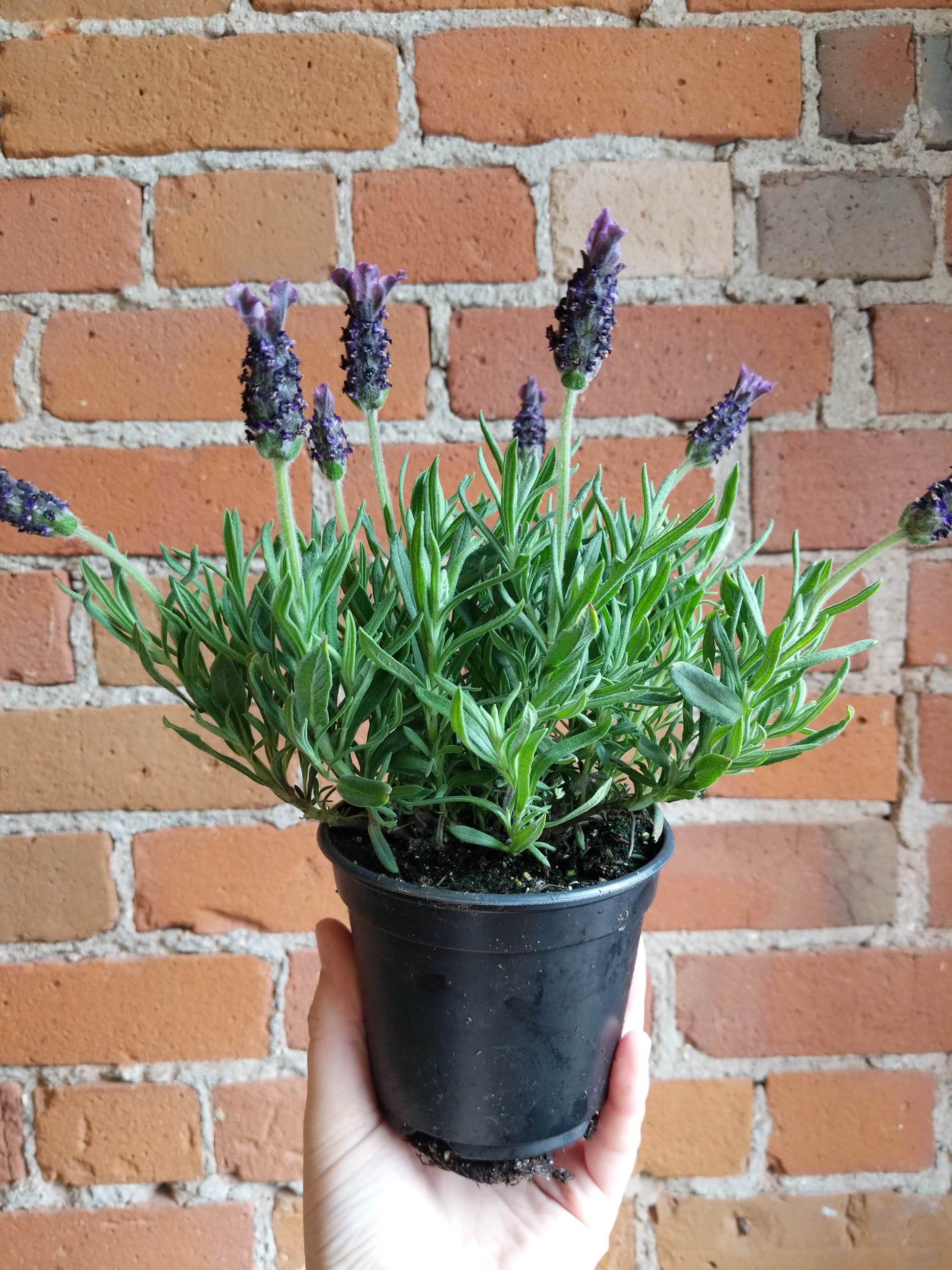 Plant Goals Plant Shop 4.5" Lavender