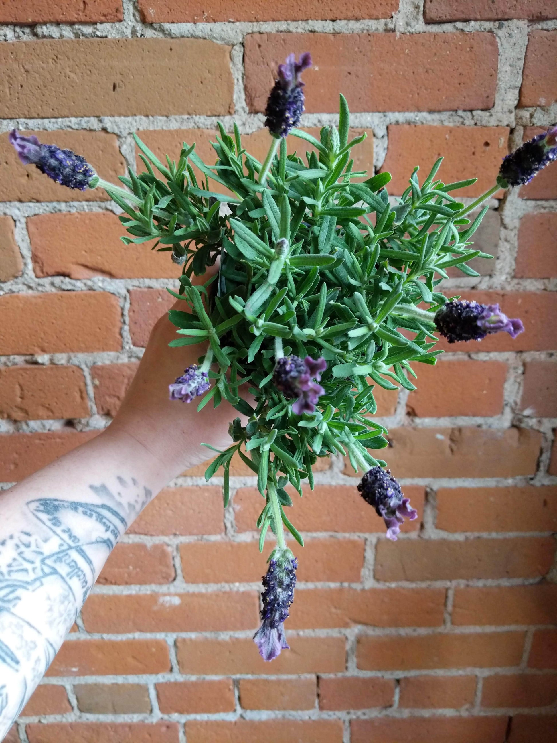 Plant Goals Plant Shop 4.5" Lavender