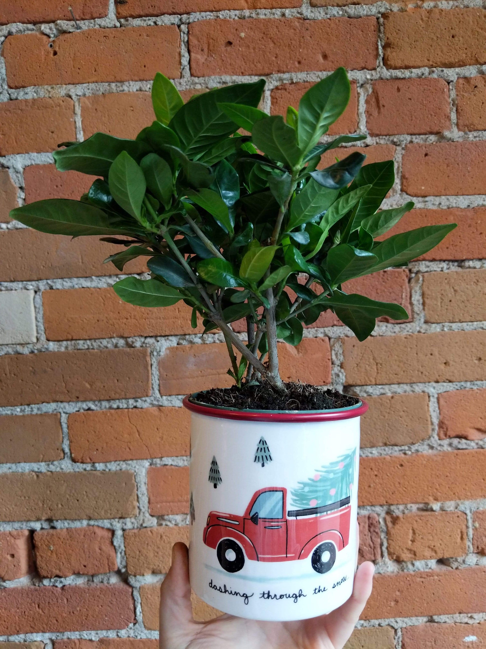 Plant Goals Plant Shop 4.5" Sprightly Potcover | Tree Truck