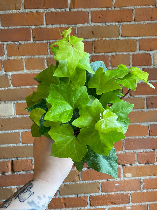 Plant Goals Plant Shop 4" Algerian Ivy Neon