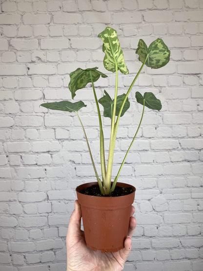 Plant Goals Plant Shop 4" Alocasia Hilo Beauty