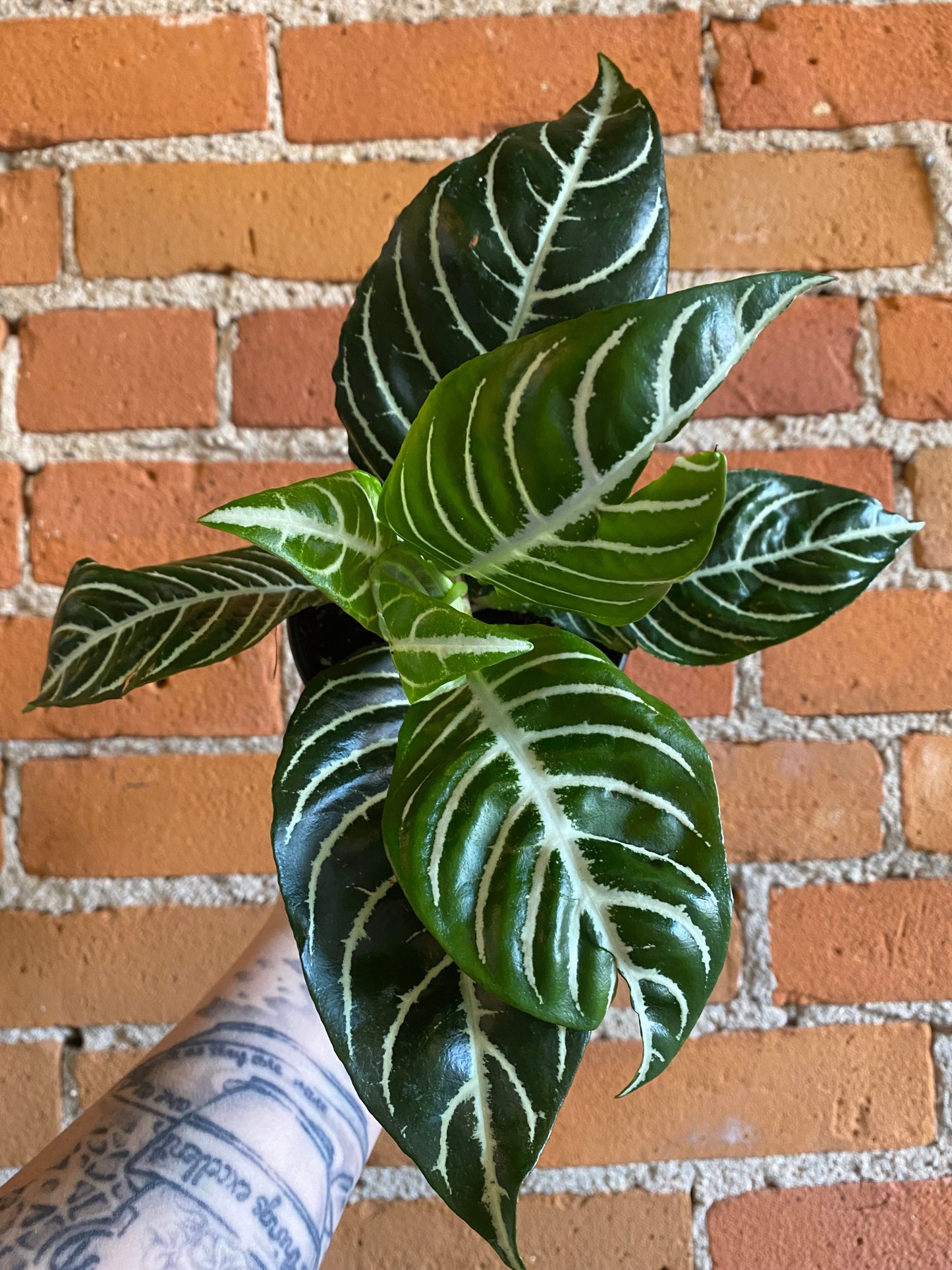 Plant Goals Plant Shop 4" Aphelandra | Zebra Plant