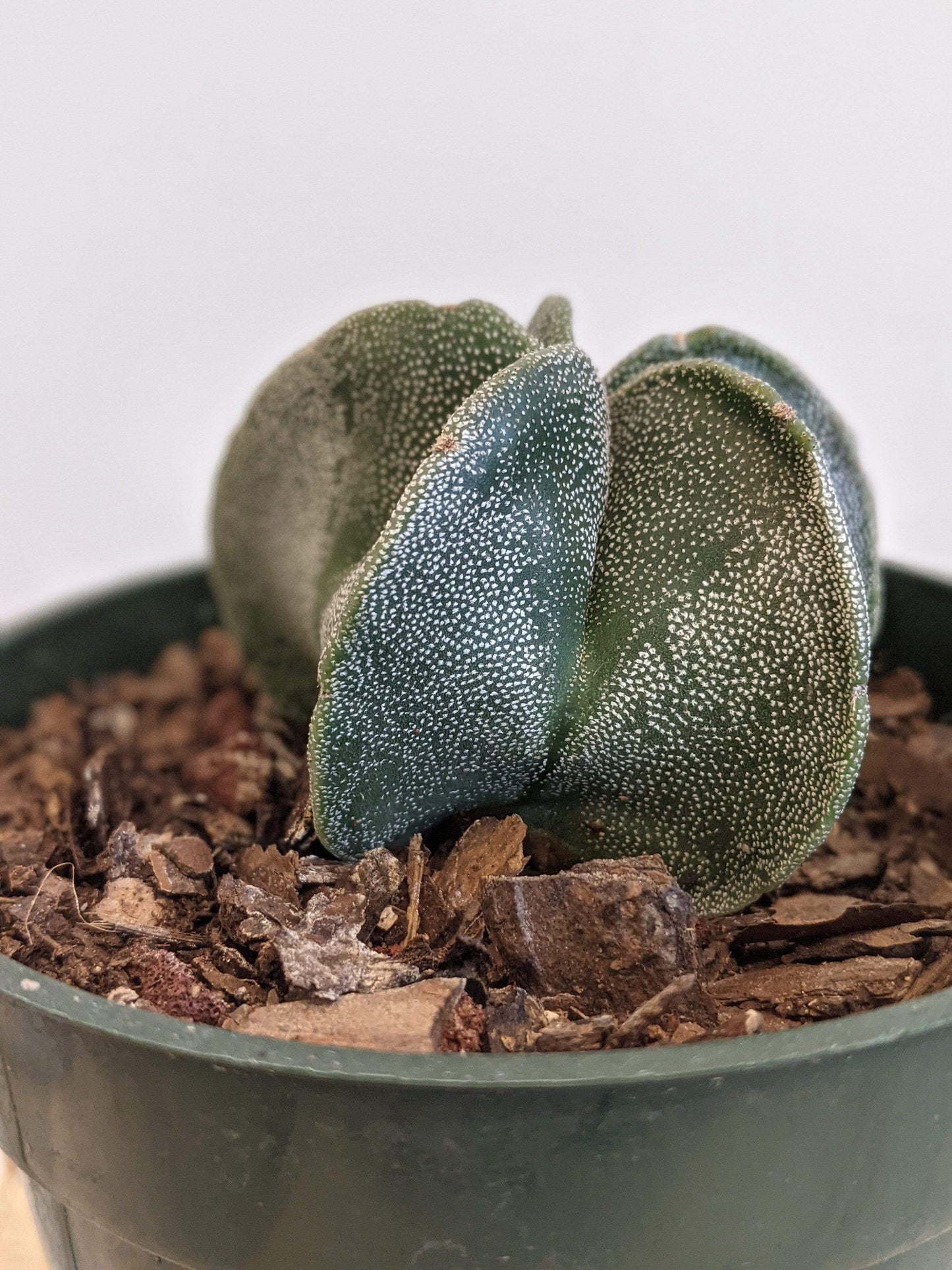 Plant Goals Plant Shop 4" Astrophytum Asteria | Star Cactus