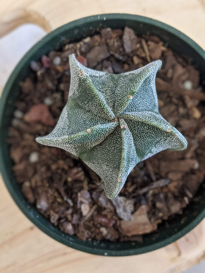 Plant Goals Plant Shop 4" Astrophytum Asteria | Star Cactus