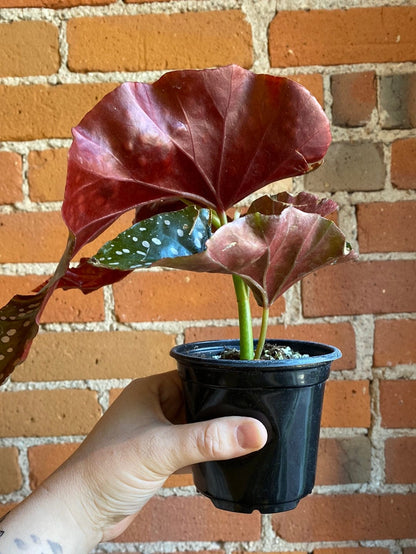 Plant Goals Plant Shop 4" Begonia Cracklin' Rosie