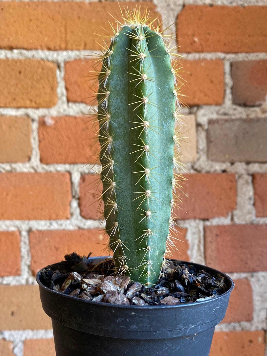 Plant Goals Plant Shop 4" Cactus | Assorted