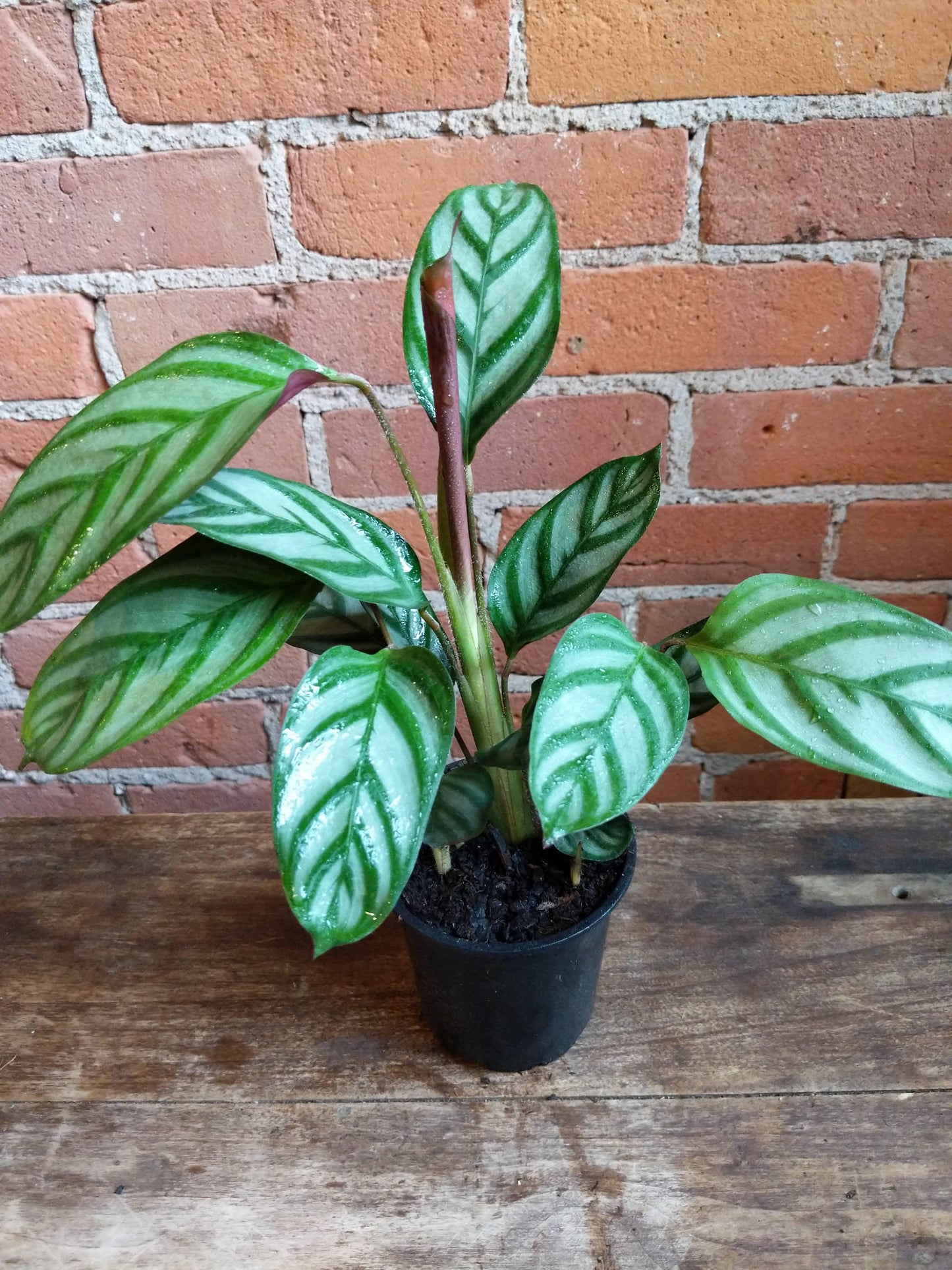 Plant Goals Plant Shop 4" Calathea Exotica