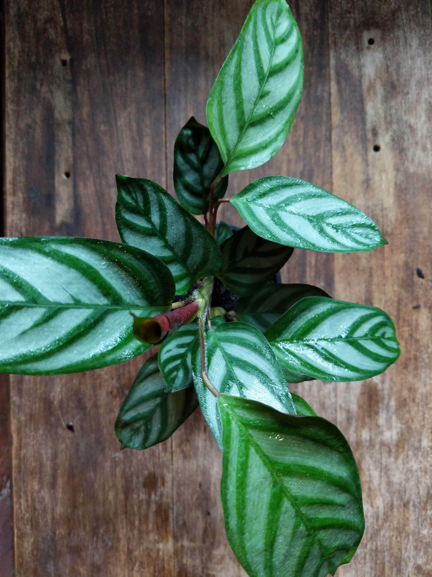 Plant Goals Plant Shop 4" Calathea Exotica