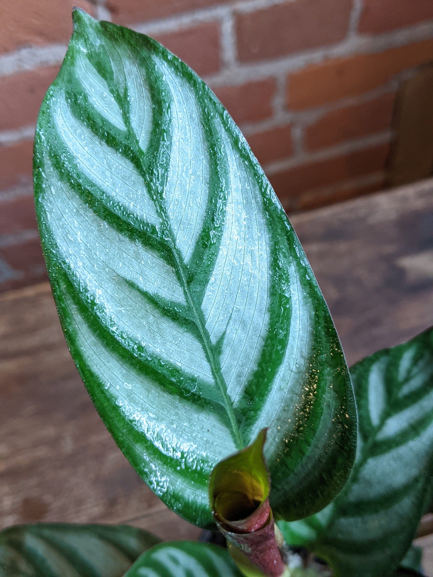 Plant Goals Plant Shop 4" Calathea Exotica