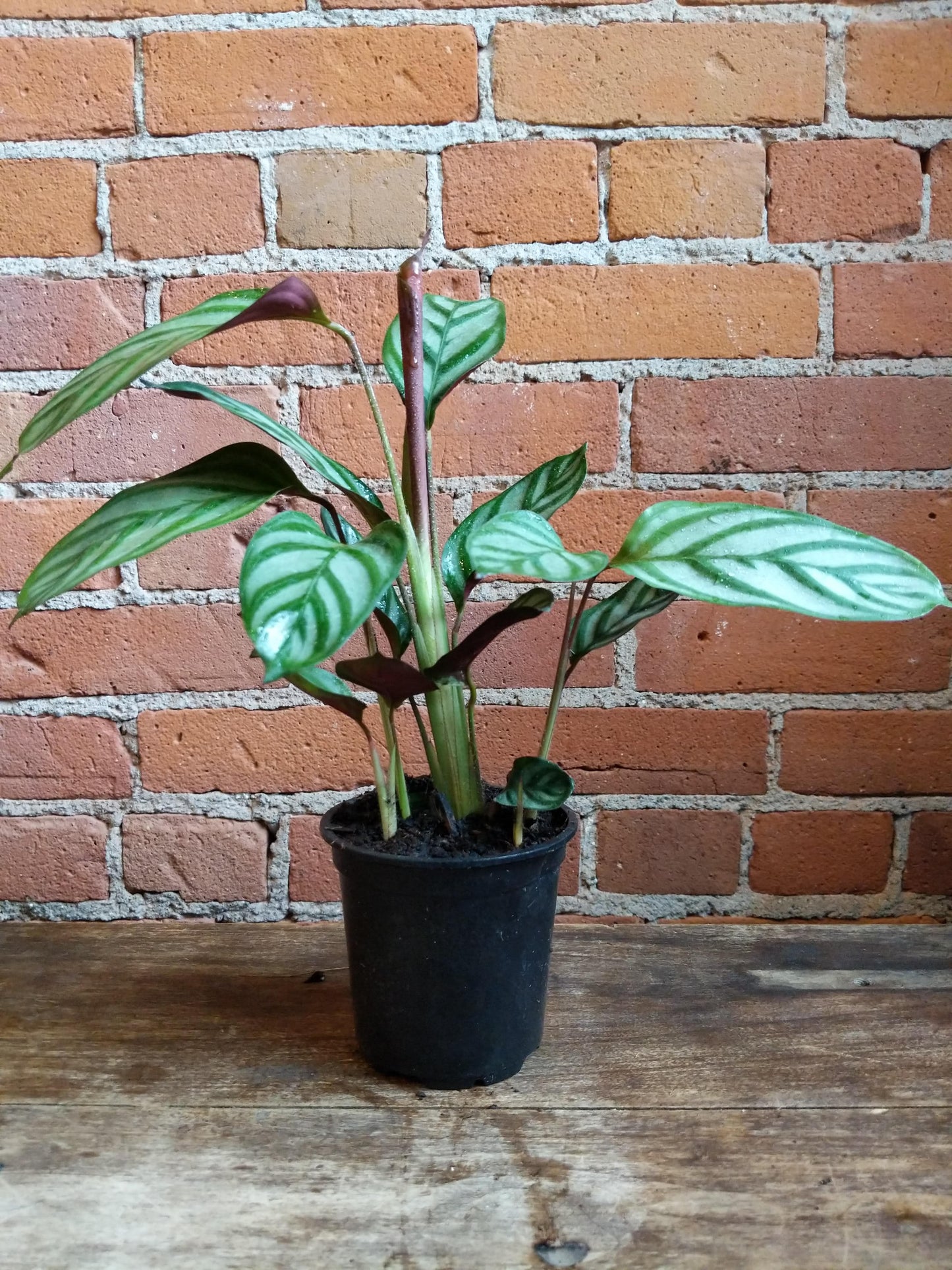 Plant Goals Plant Shop 4" Calathea Exotica