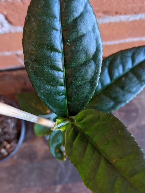 Plant Goals Plant Shop 4" Camellia Sinensis | Green Tea