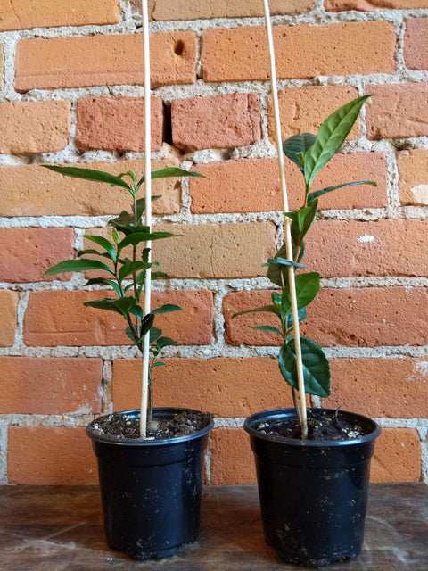 Plant Goals Plant Shop 4" Camellia Sinensis | Green Tea