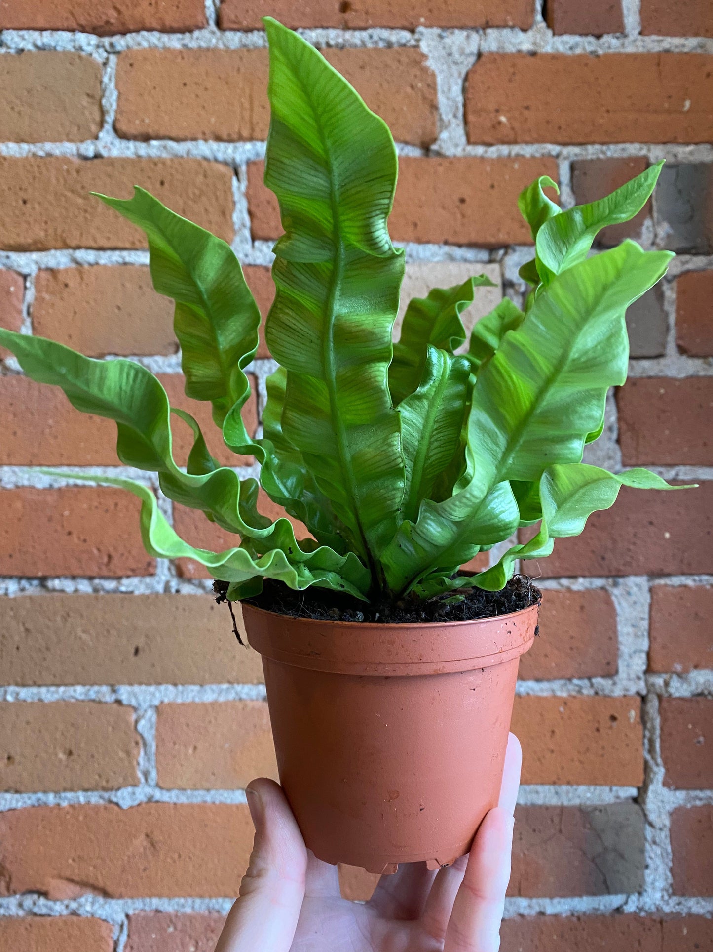 Plant Goals Plant Shop 4" Crispy Wave Fern