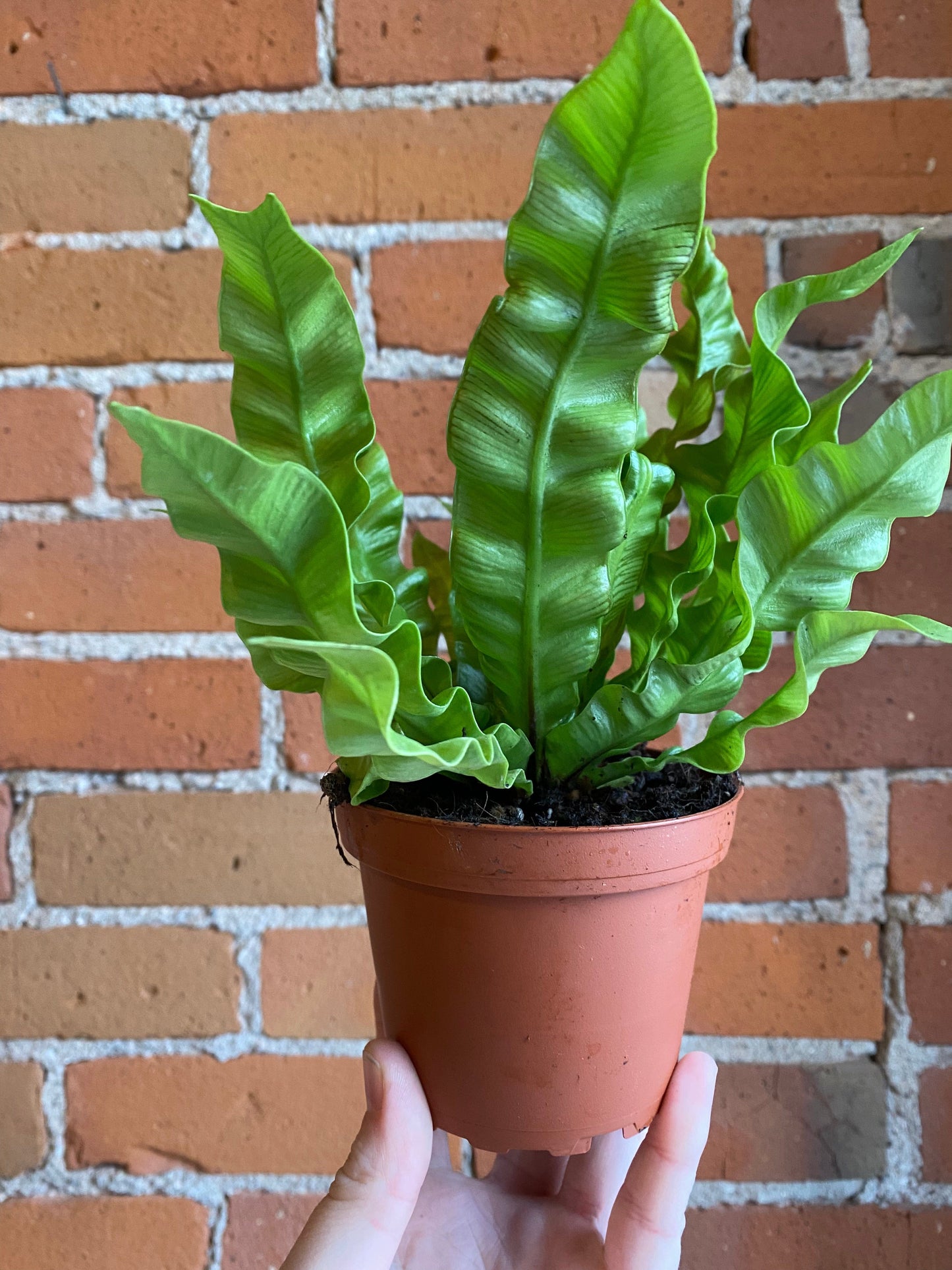 Plant Goals Plant Shop 4" Crispy Wave Fern