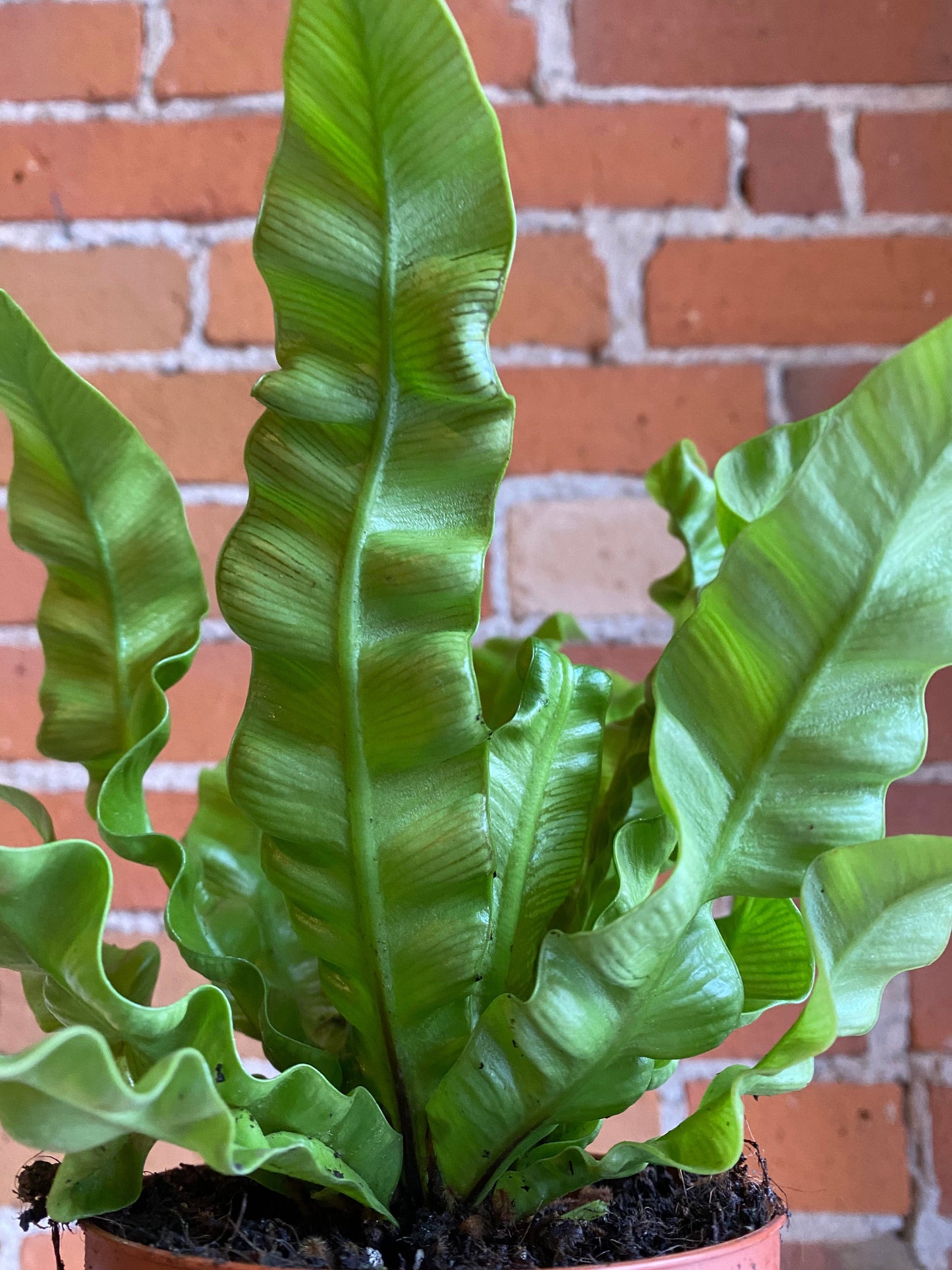 Plant Goals Plant Shop 4" Crispy Wave Fern