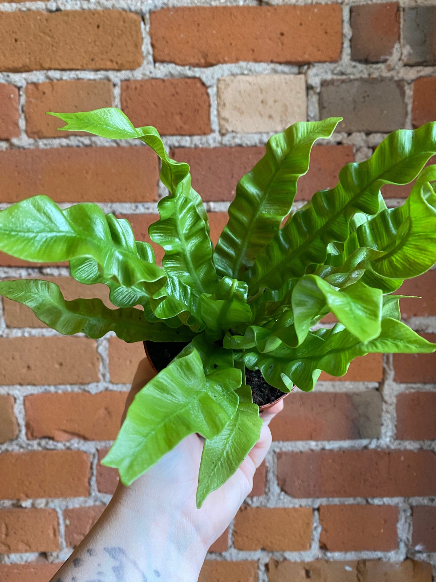 Plant Goals Plant Shop 4" Crispy Wave Fern