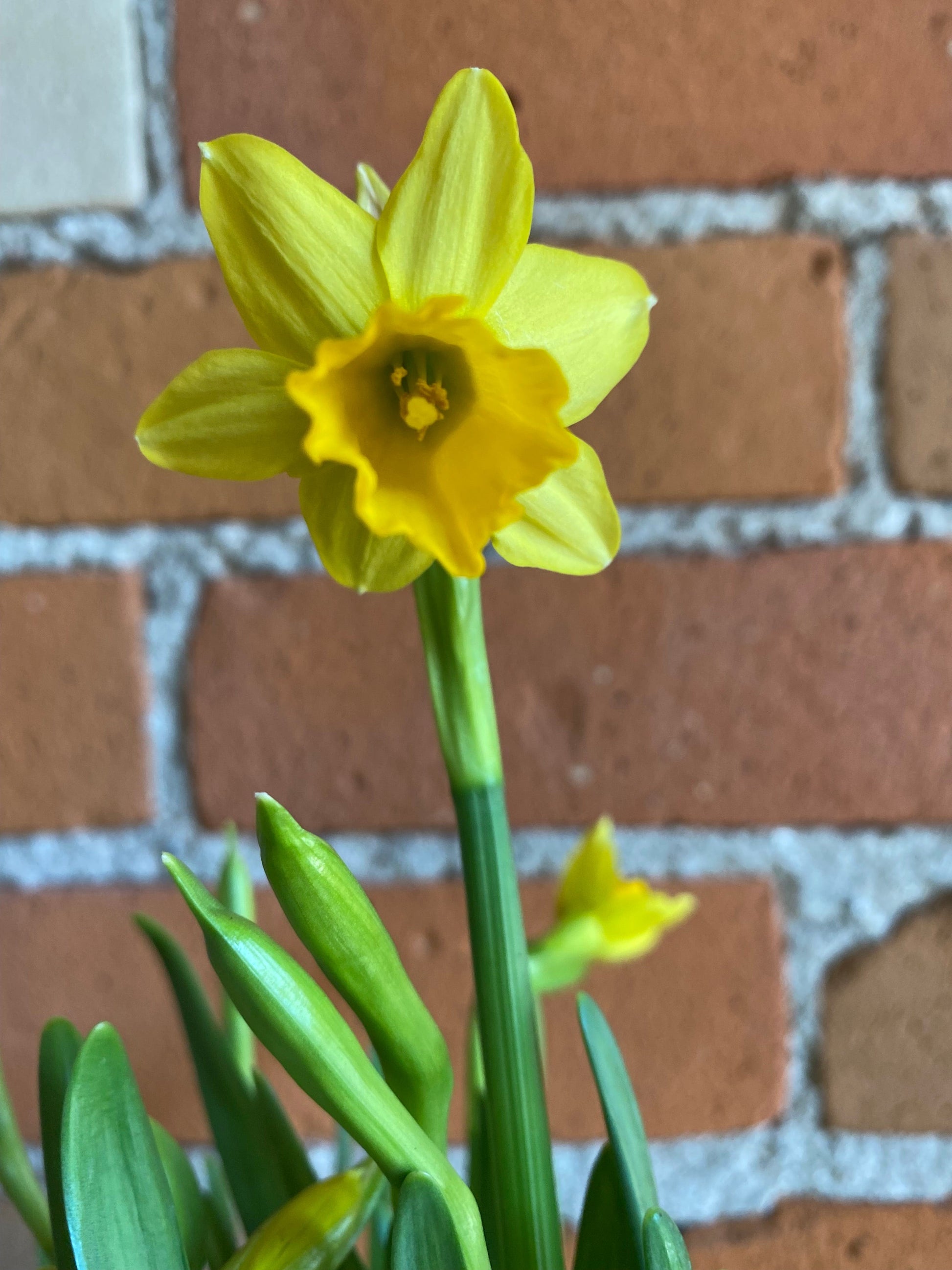 Plant Goals Plant Shop 4" Daffodil Mini