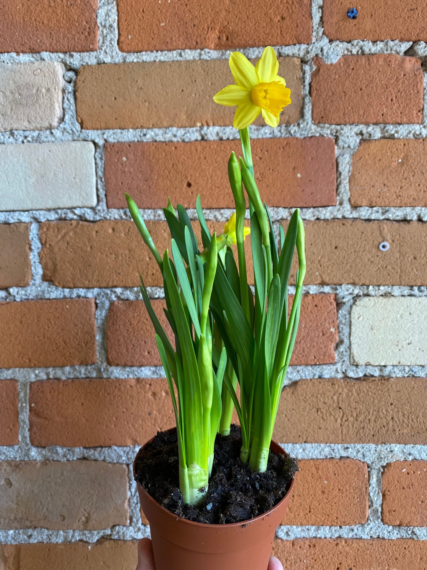 Plant Goals Plant Shop 4" Daffodil Mini