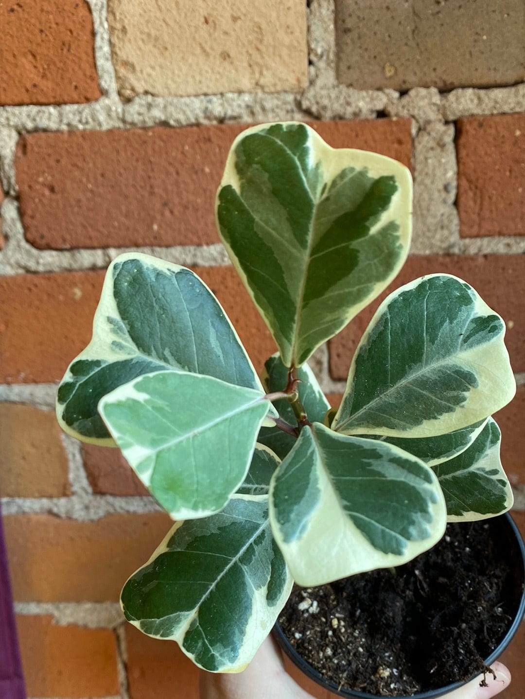 Plant Goals Plant Shop 4" Ficus Triangularis