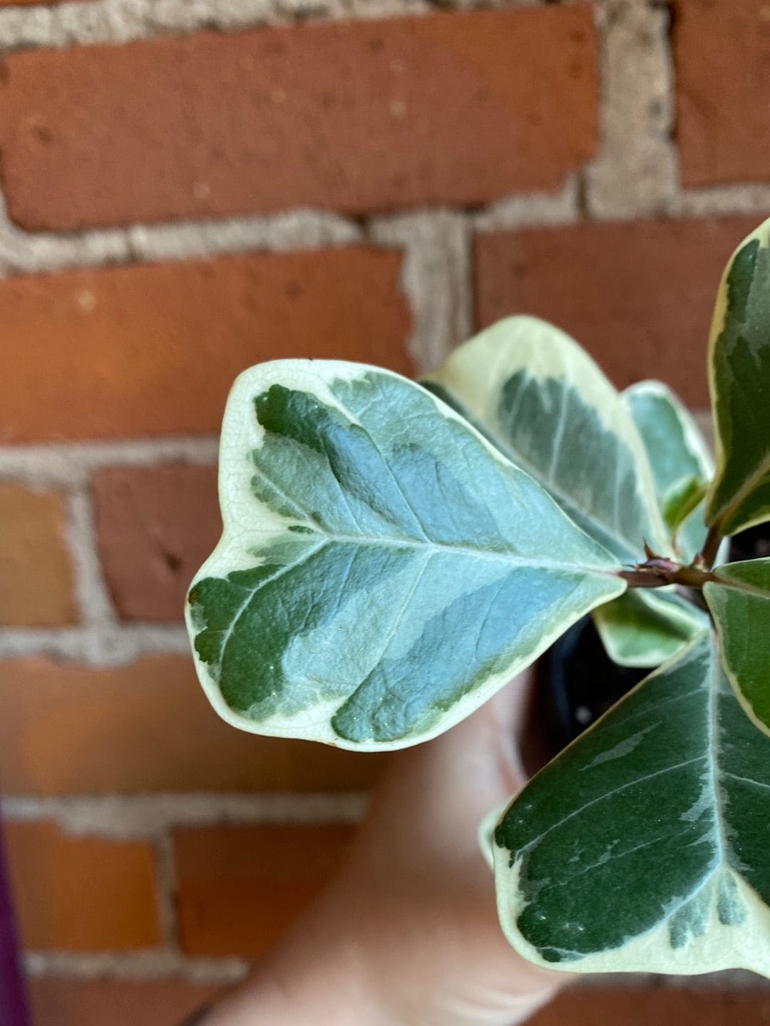 Plant Goals Plant Shop 4" Ficus Triangularis