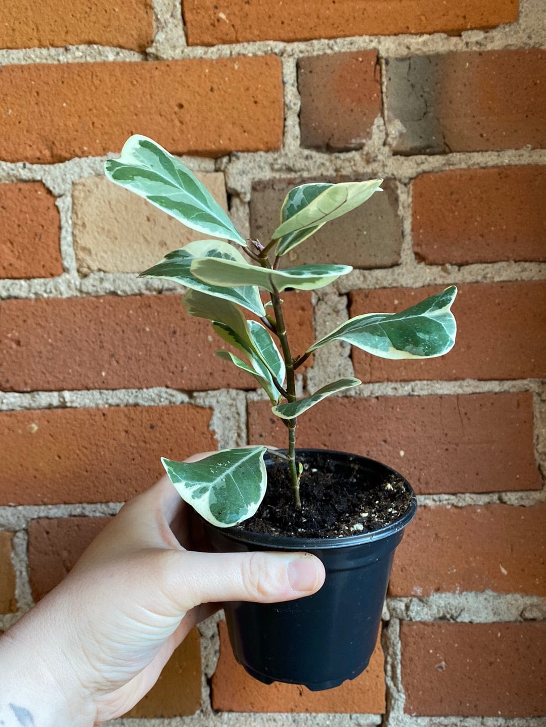 Plant Goals Plant Shop 4" Ficus Triangularis