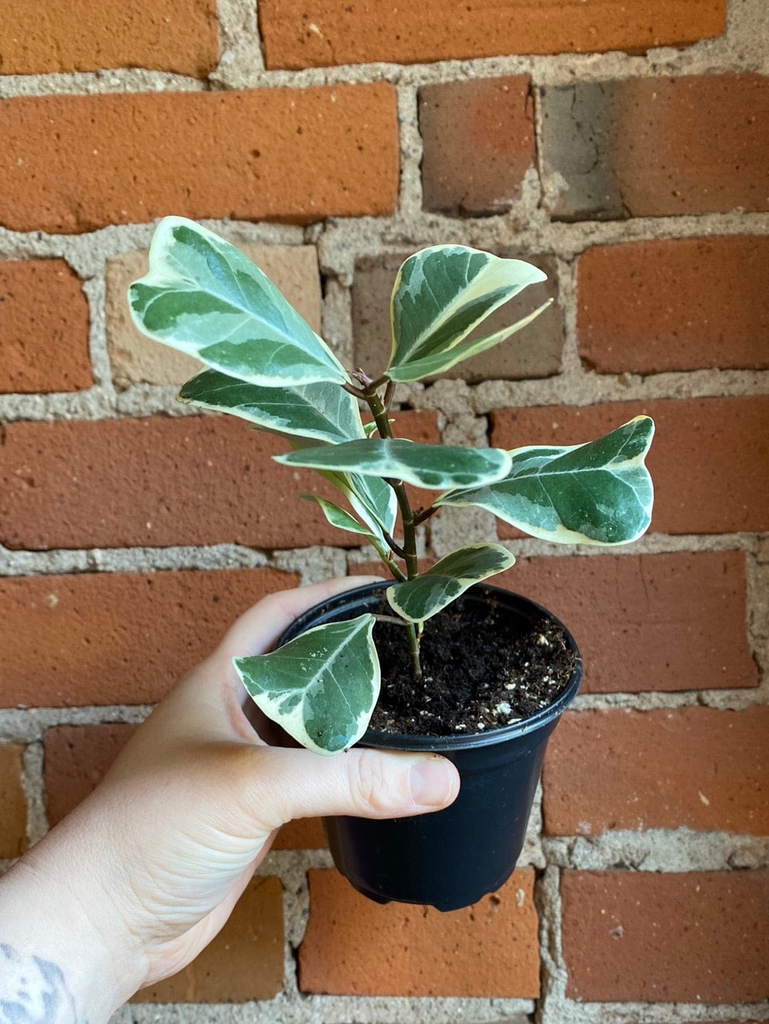 Plant Goals Plant Shop 4" Ficus Triangularis