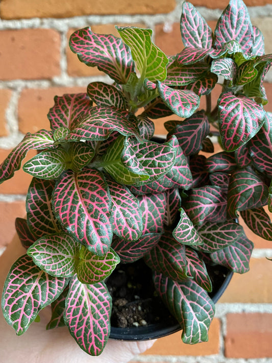 Plant Goals Plant Shop 4" Fittonia Pink