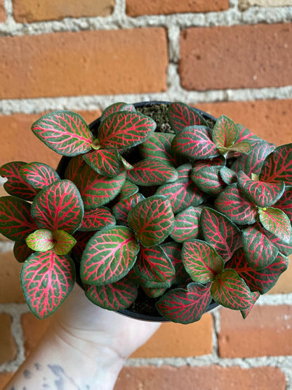 Plant Goals Plant Shop 4" Fittonia Red