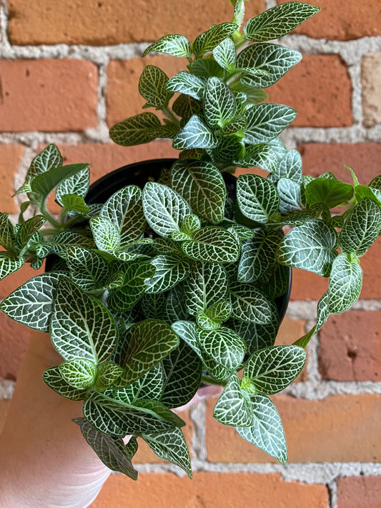 Plant Goals Plant Shop 4" Fittonia White