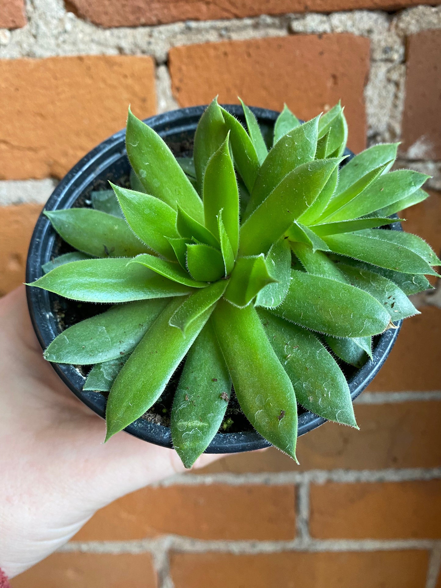 Plant Goals Plant Shop 4" Hens and Chicks