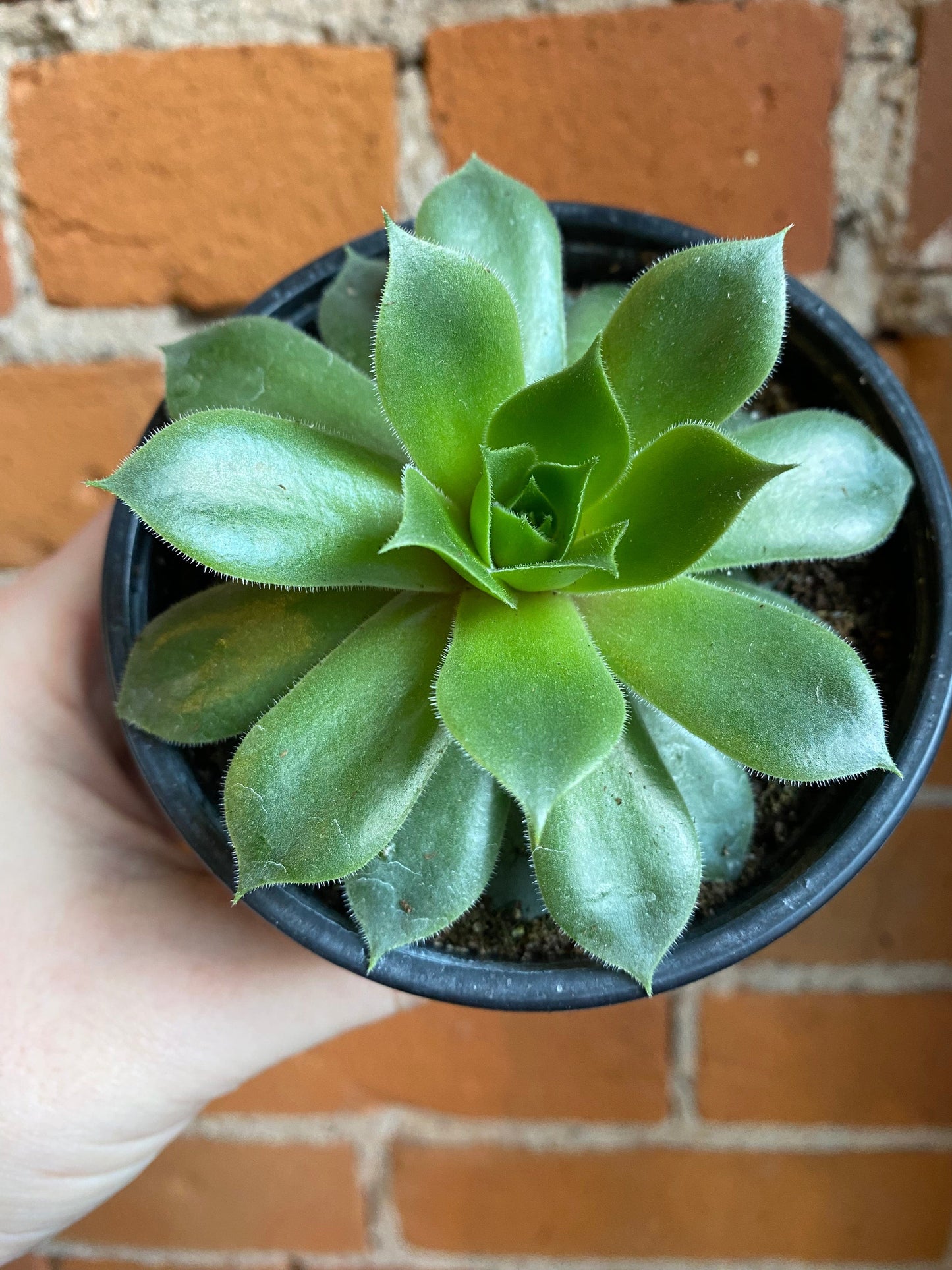 Plant Goals Plant Shop 4" Hens and Chicks