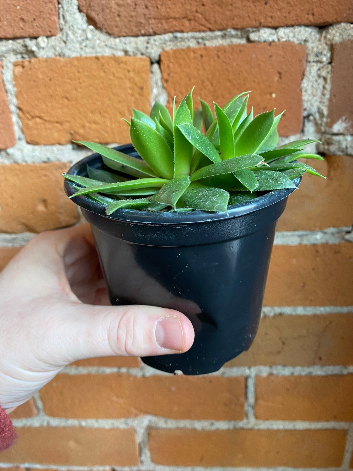 Plant Goals Plant Shop 4" Hens and Chicks