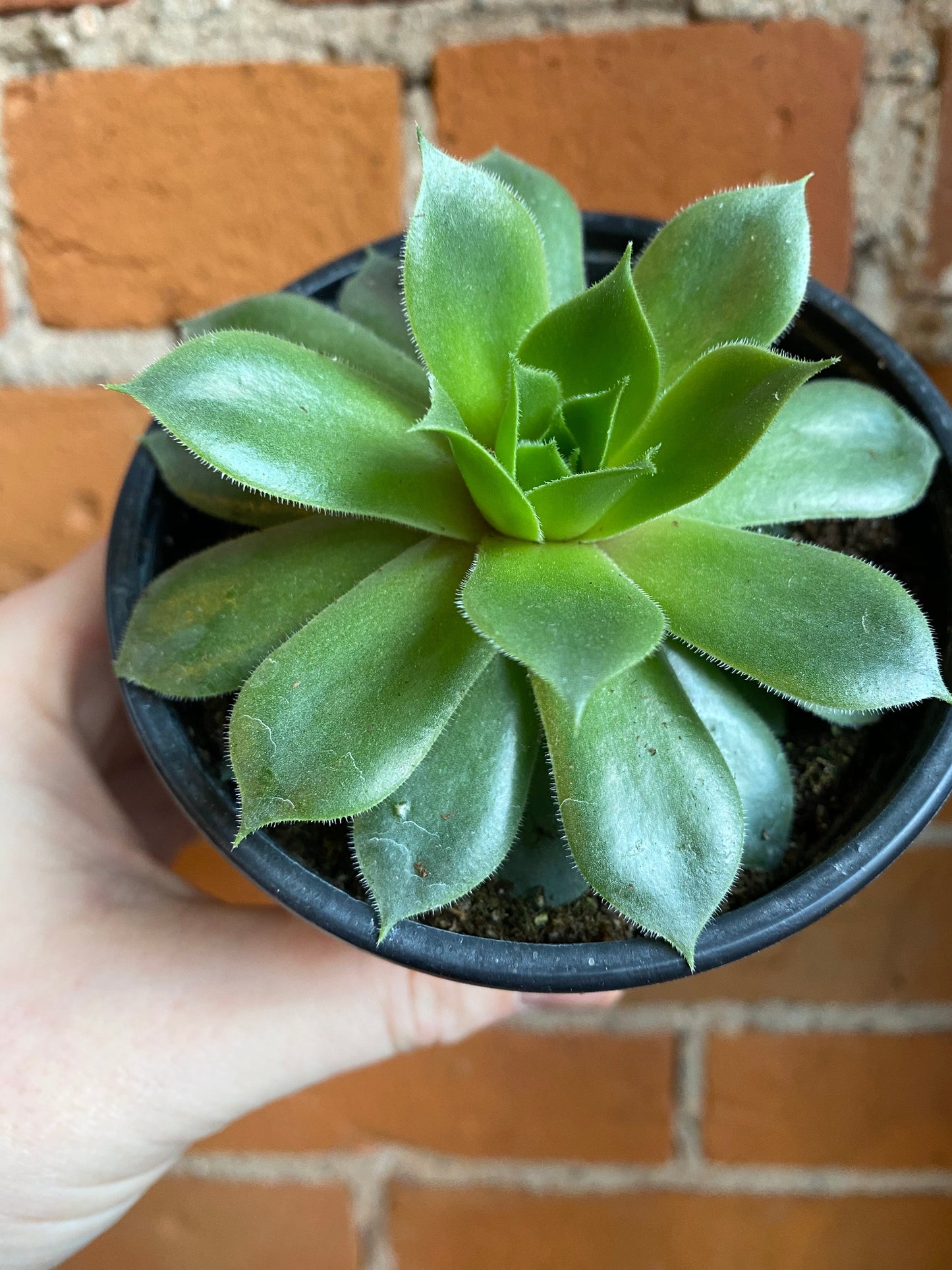 Plant Goals Plant Shop 4" Hens and Chicks