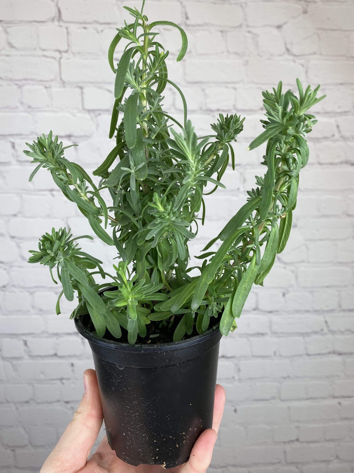 Plant Goals Plant Shop 4" Lavender