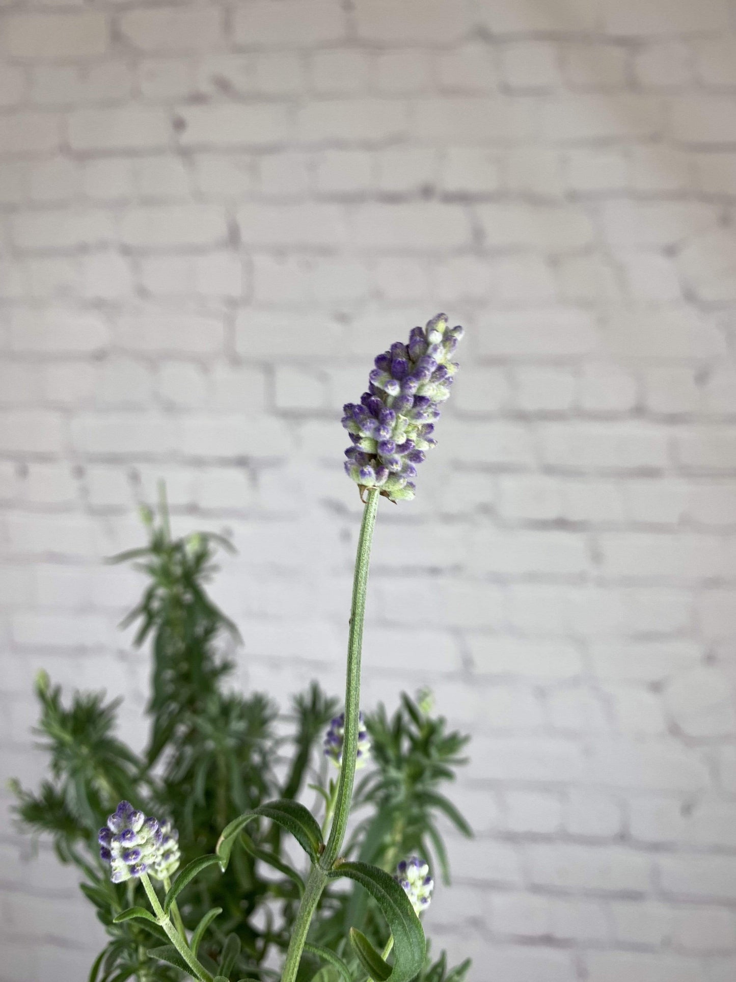 Plant Goals Plant Shop 4" Lavender